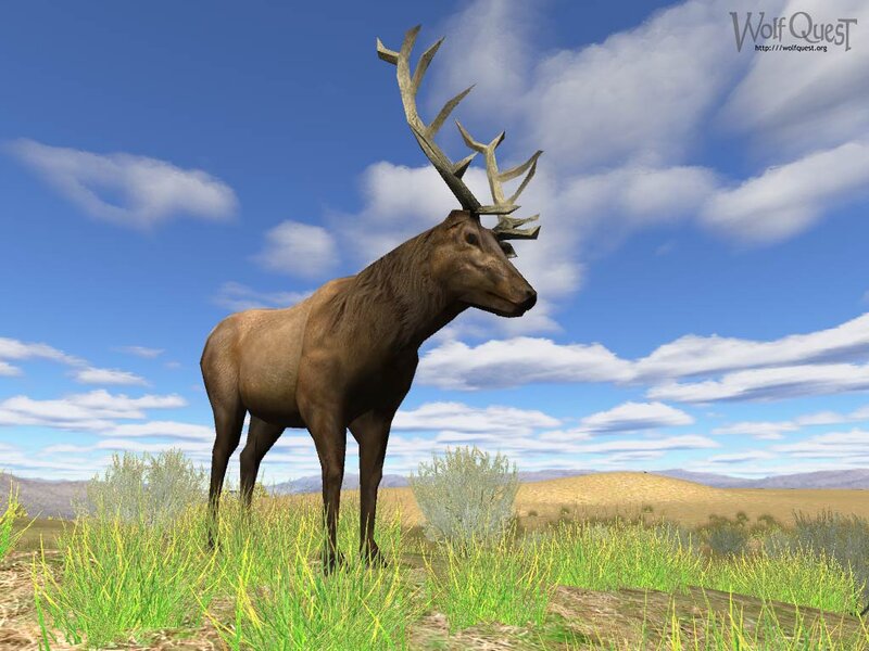 Elk in a Field