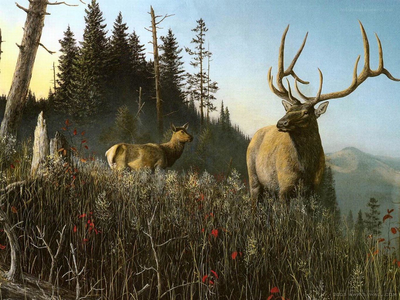 Elk in a forest clearing