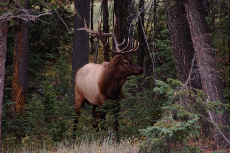 Elk in a forest