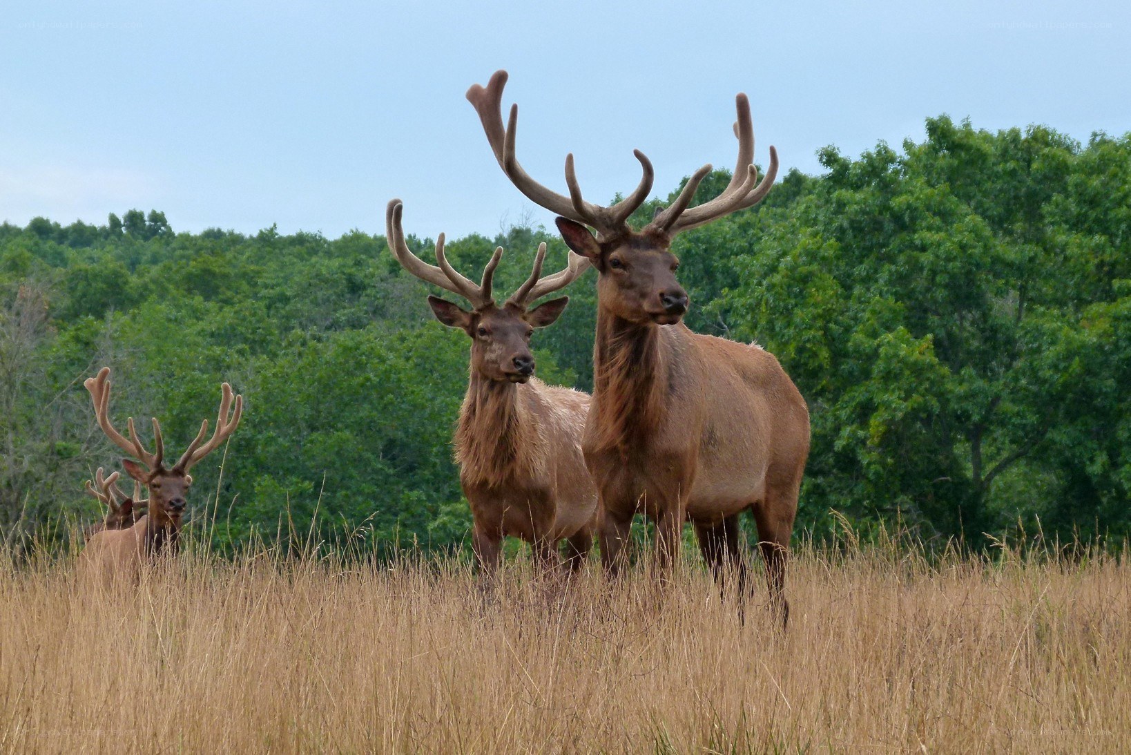 Elk in a grassy field