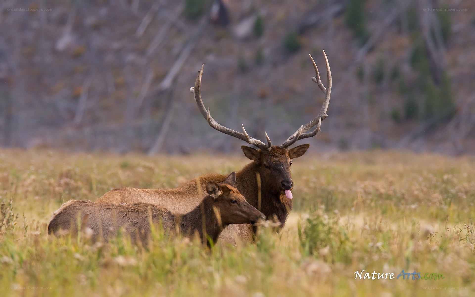 Elk in a grassy field