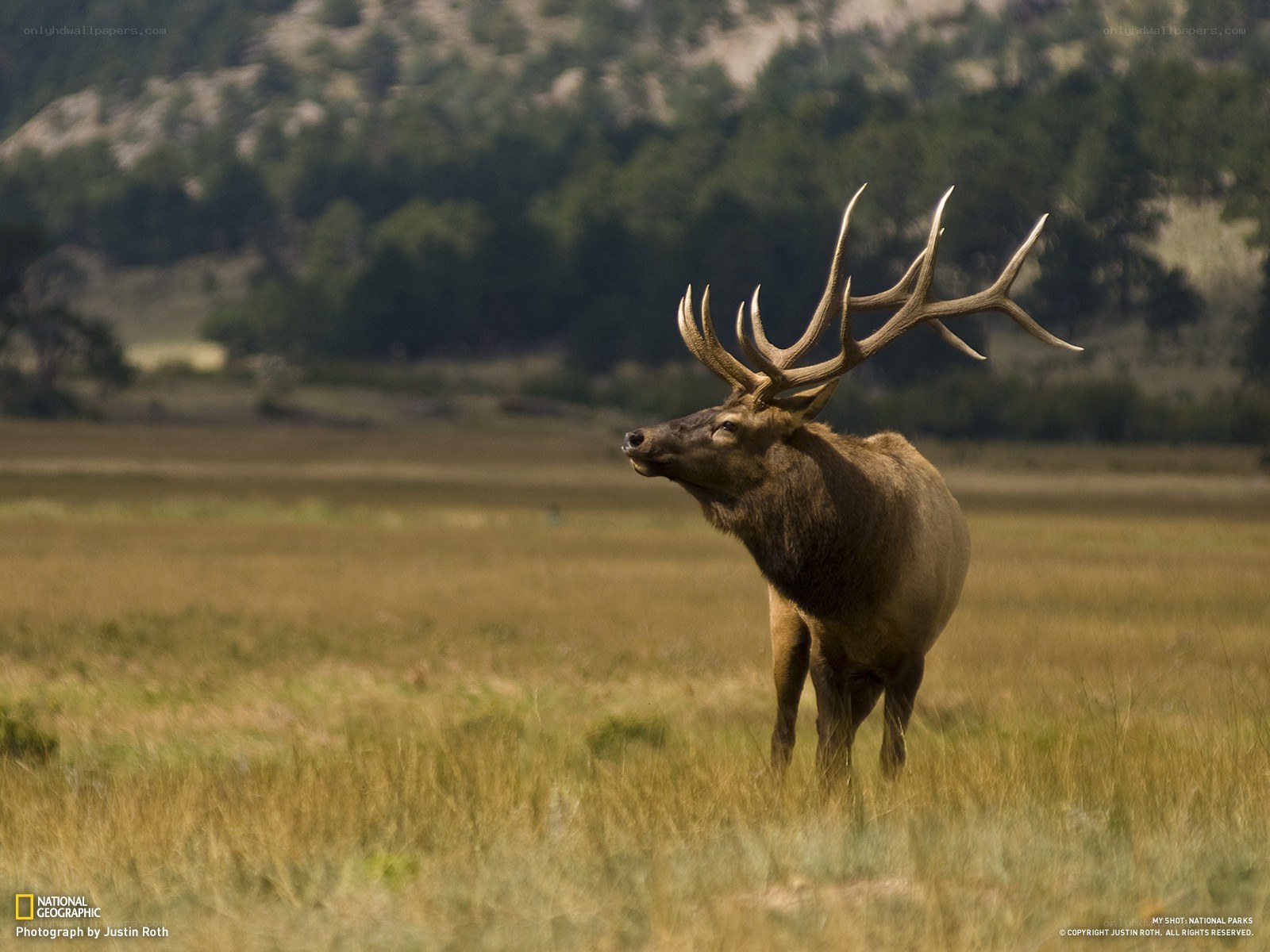Elk in a grassy field