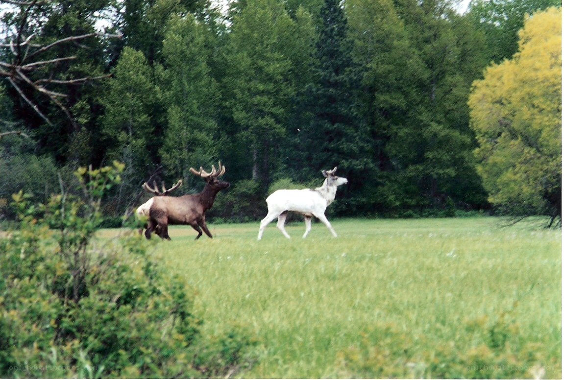Elk in a grassy field