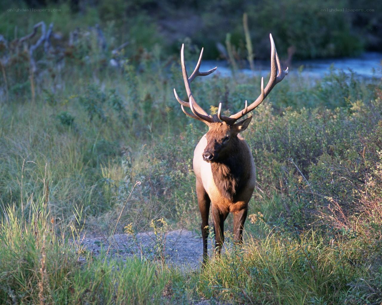 Elk in a grassy field