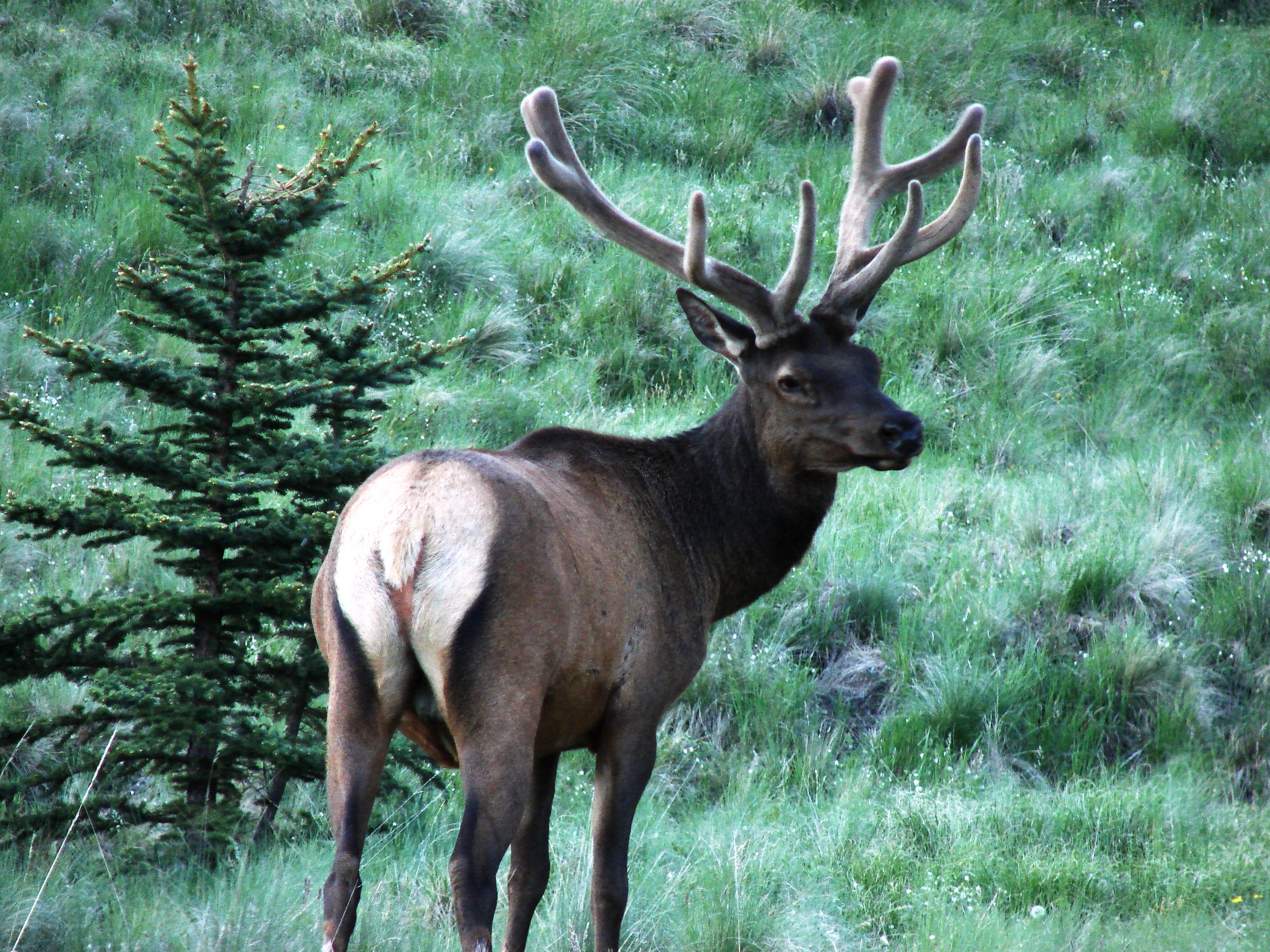 Elk in a grassy field