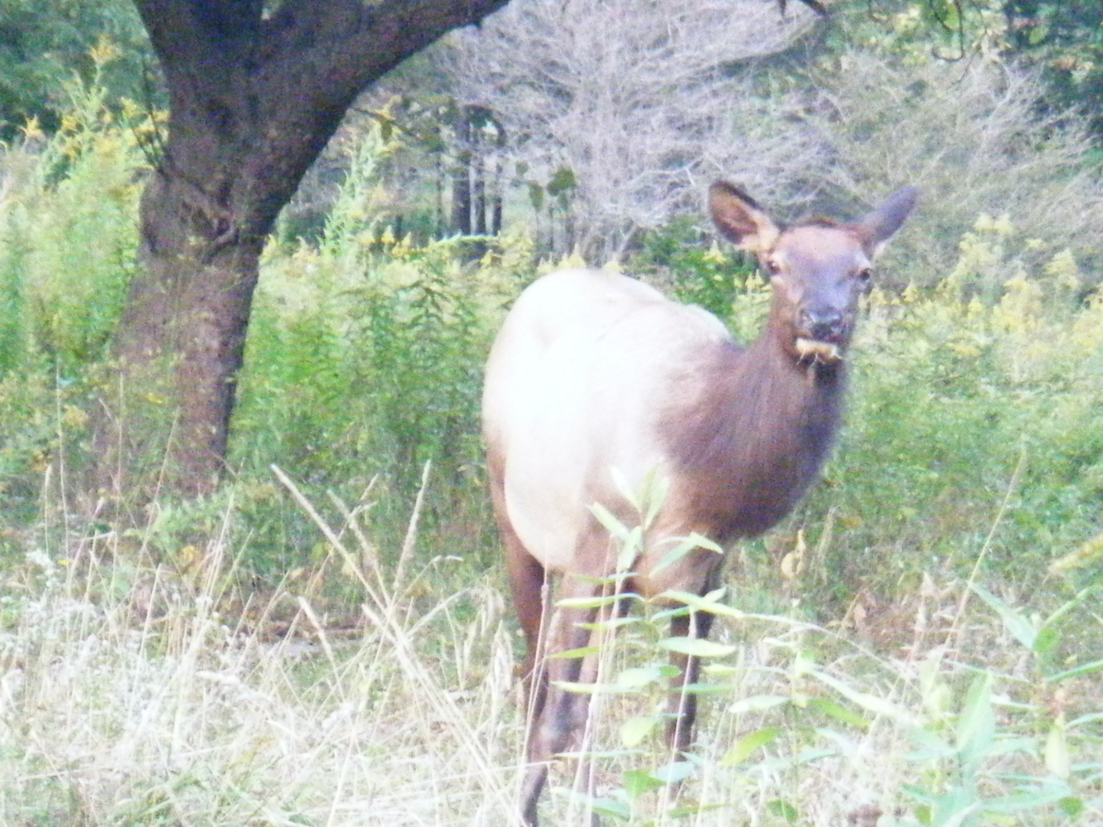 Elk in a grassy field