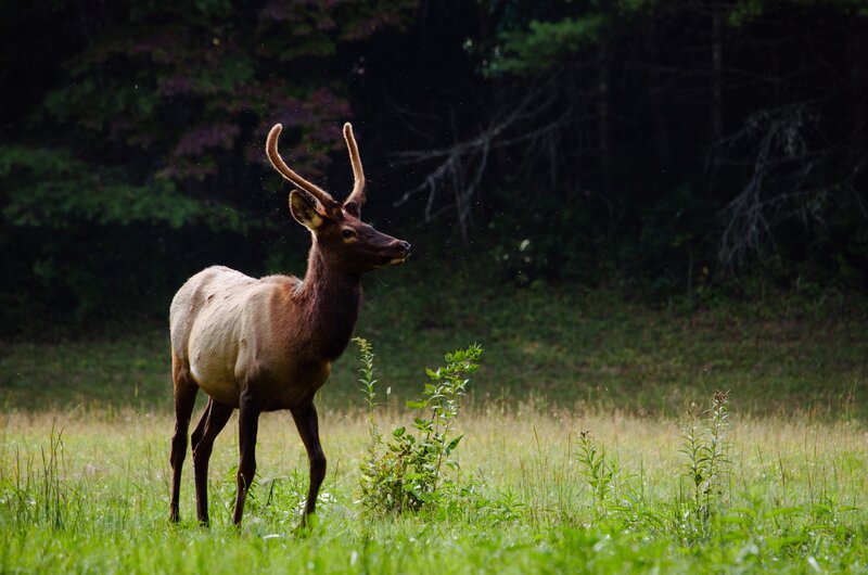 Elk in a Grassy Field — Green