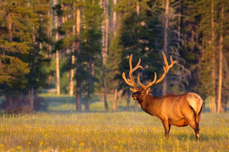 Elk in a Meadow — Green