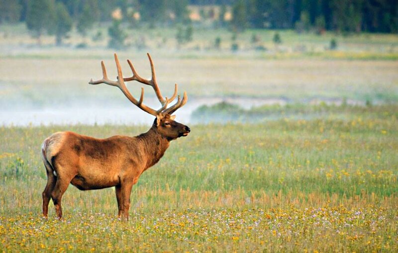 Elk in a Meadow