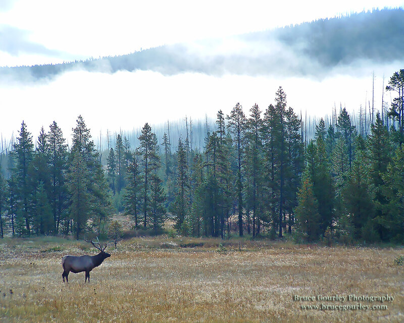 Elk in a misty meadow