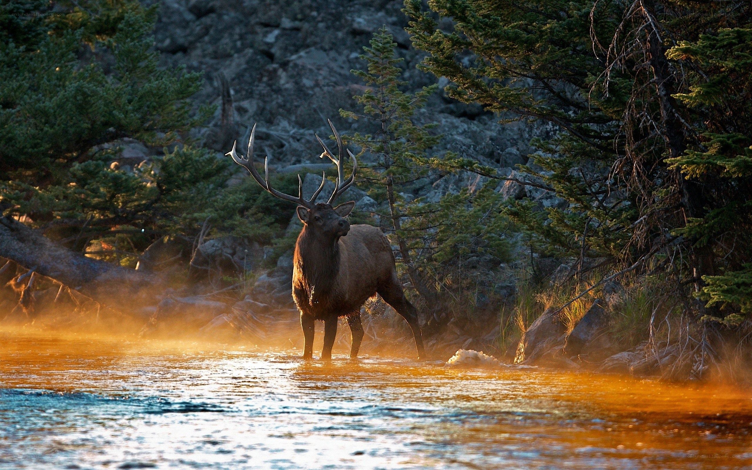 Elk in a misty river