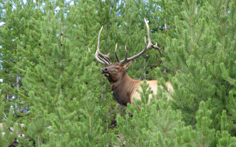 Elk in a pine forest