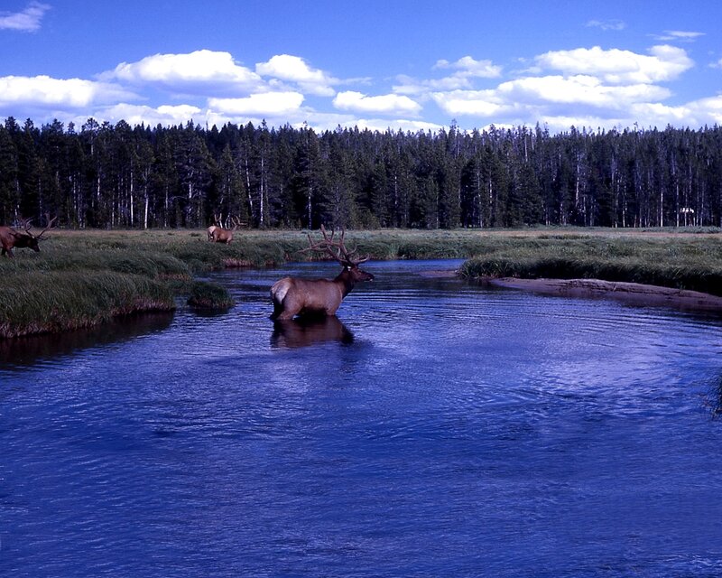 Elk in a river at Yellowstone