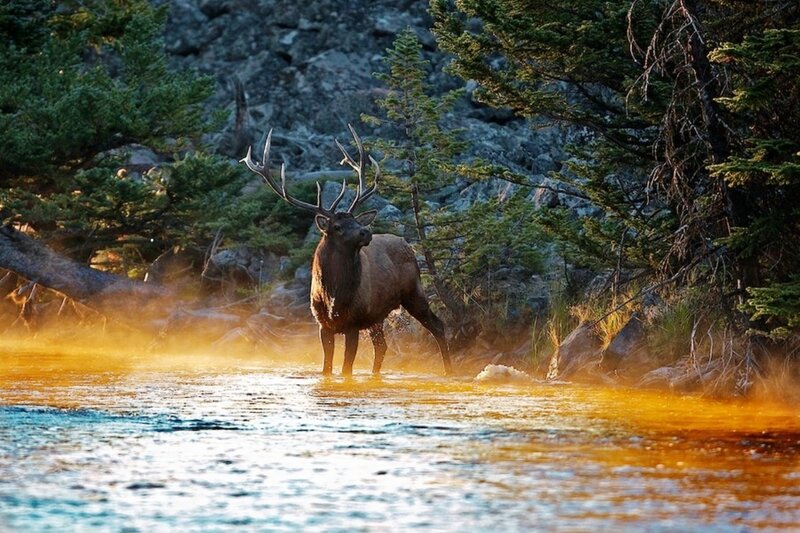 Elk in a River — Blue