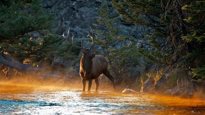 Elk in a River — Brown, Dramatic, Sunset