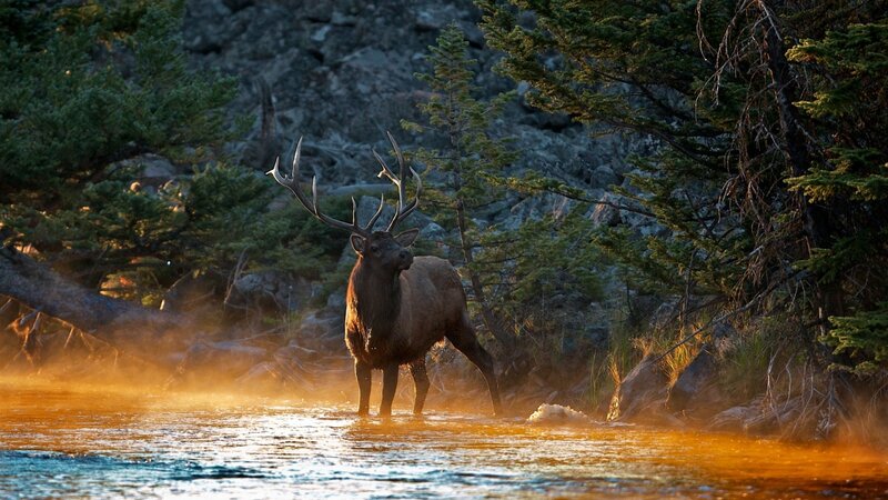 Elk in a River — Brown, Dramatic
