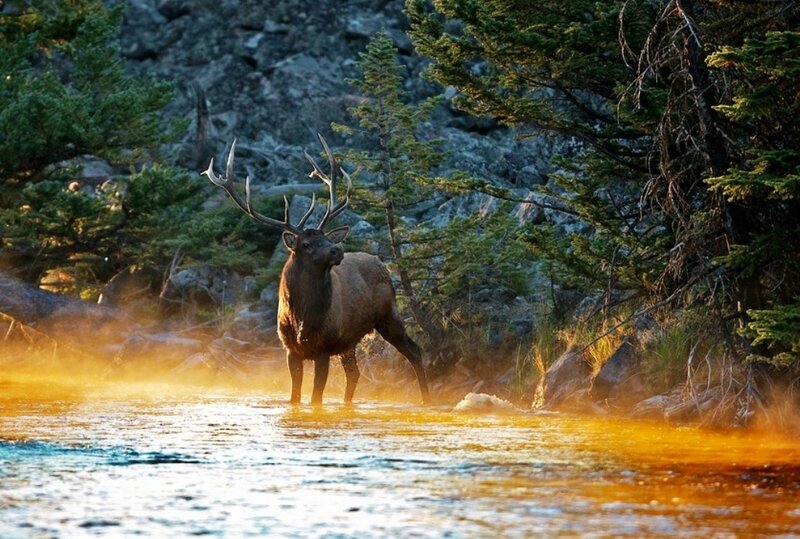Elk in a River — Brown