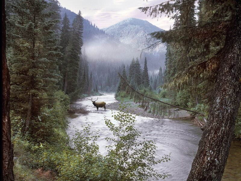 Elk in a River — Green