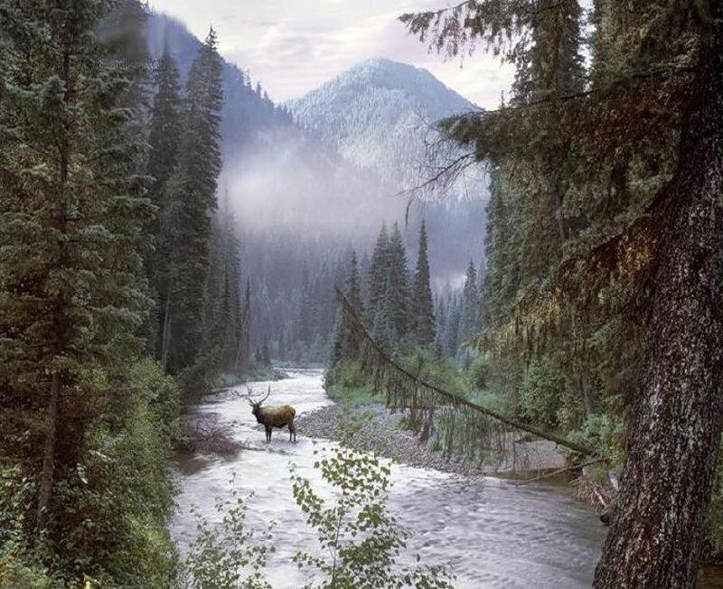 Elk in a River