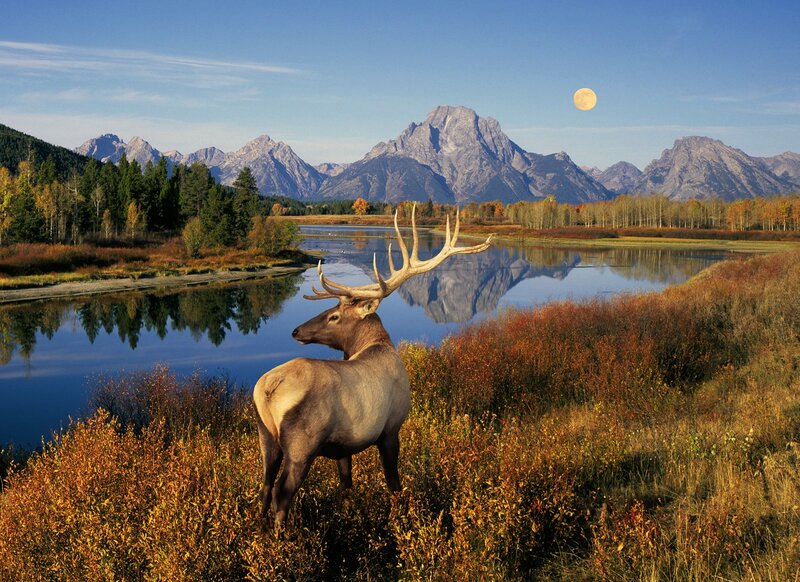 Elk in Autumn Field — Blue, Serene, Photograph, Mountains, River