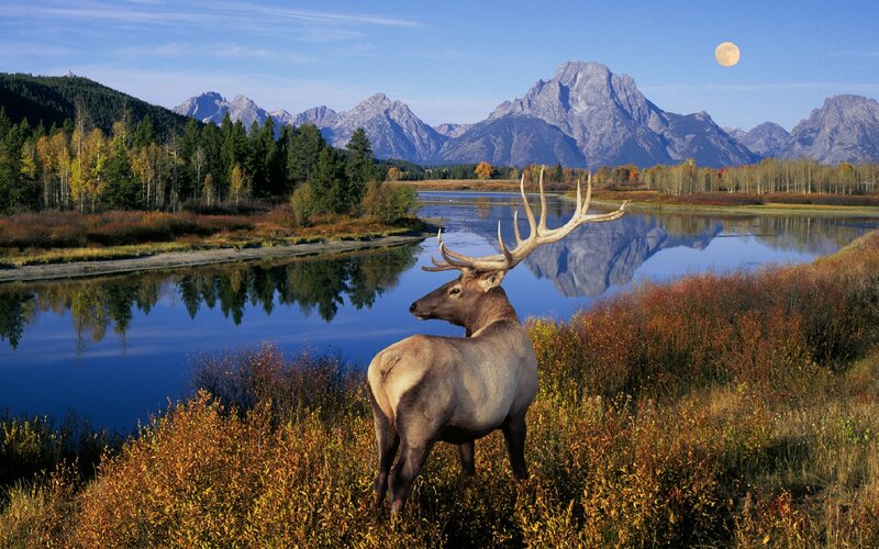 Elk in Autumn Field — Blue, Serene, Photograph, Mountains