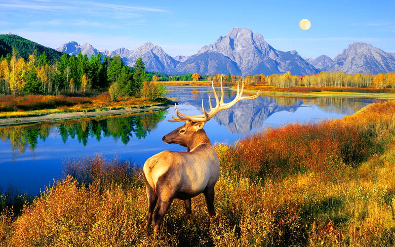 Elk in Autumn Field — Blue, Serene