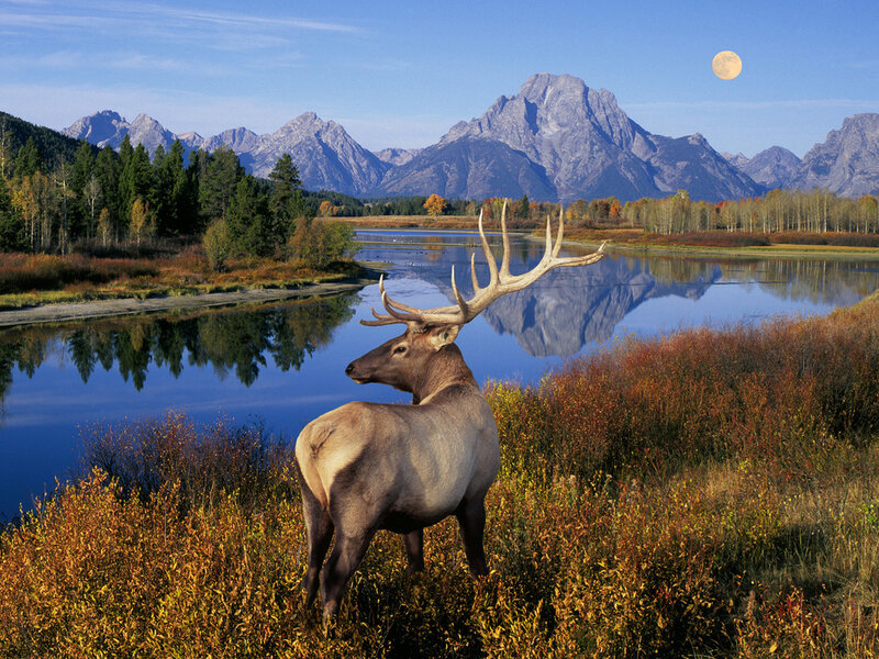 Elk in Autumn Field