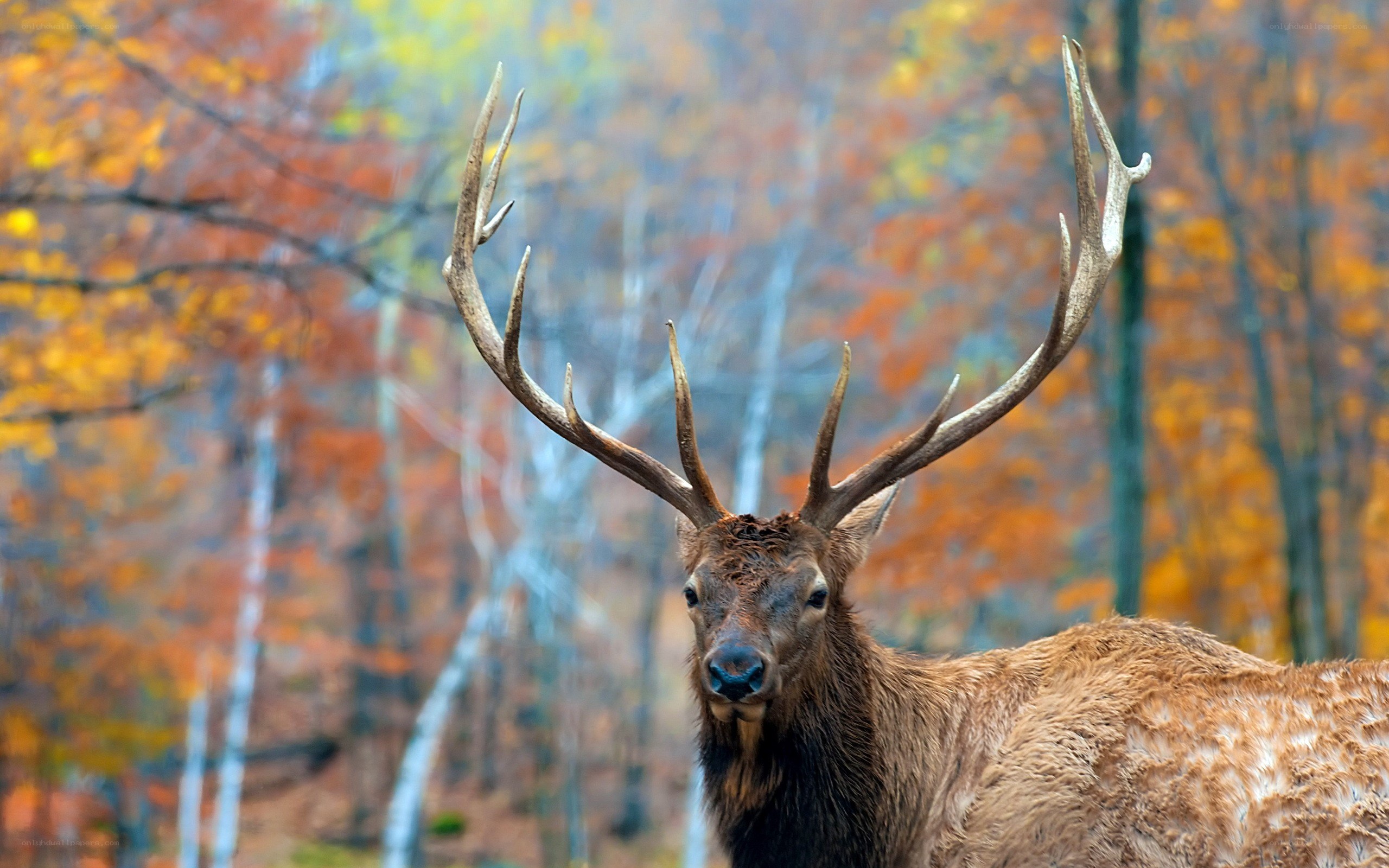 Elk in autumn forest