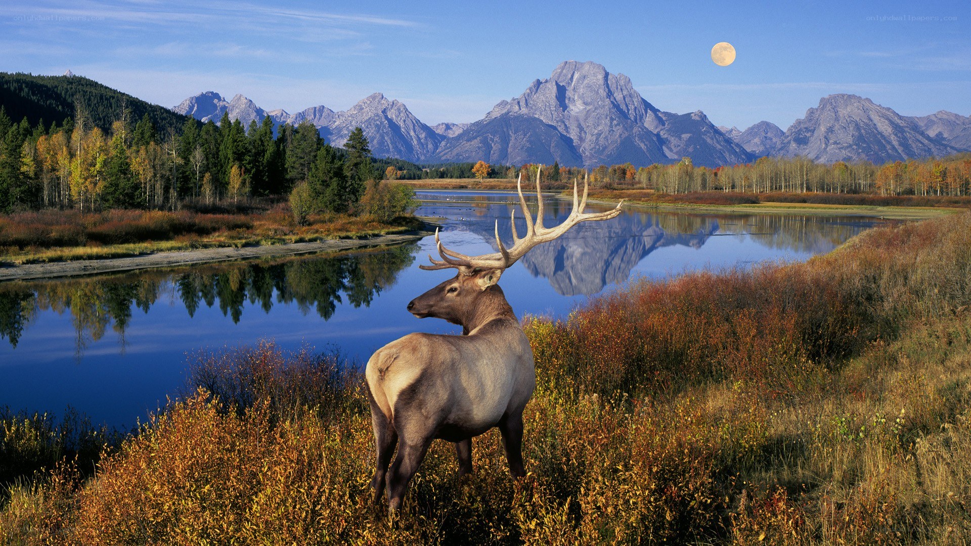 Elk in autumn landscape