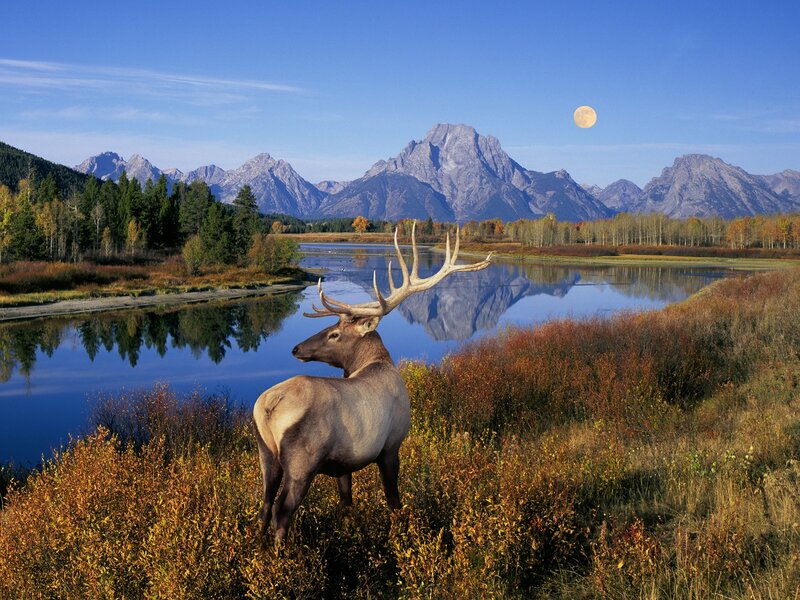 Elk in autumn landscape
