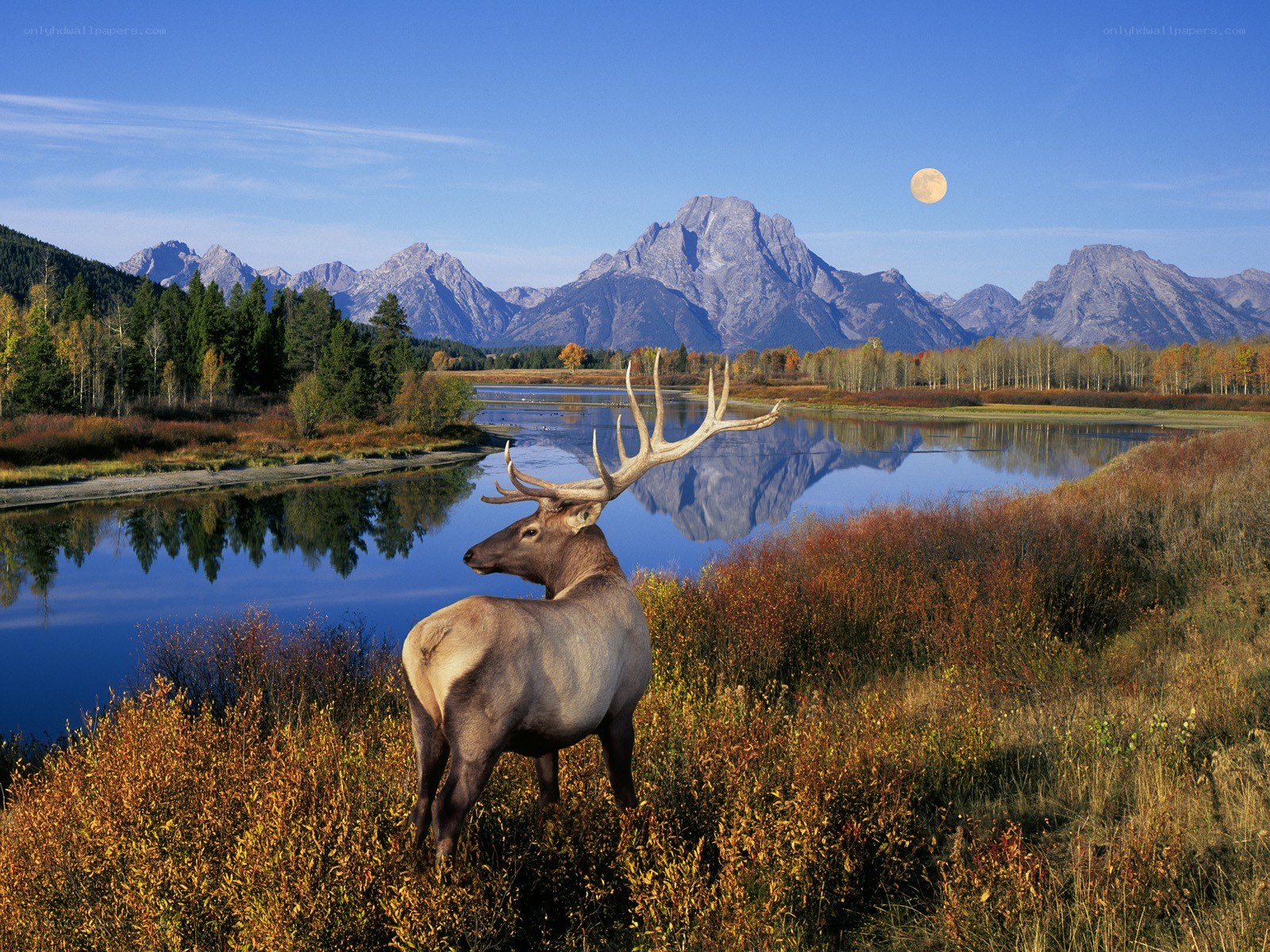 Elk in autumn landscape