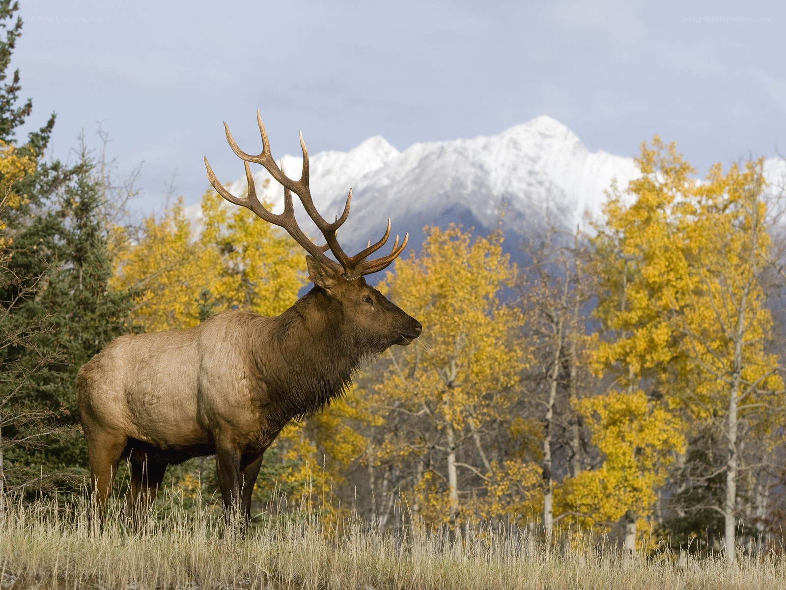 Elk in autumn landscape