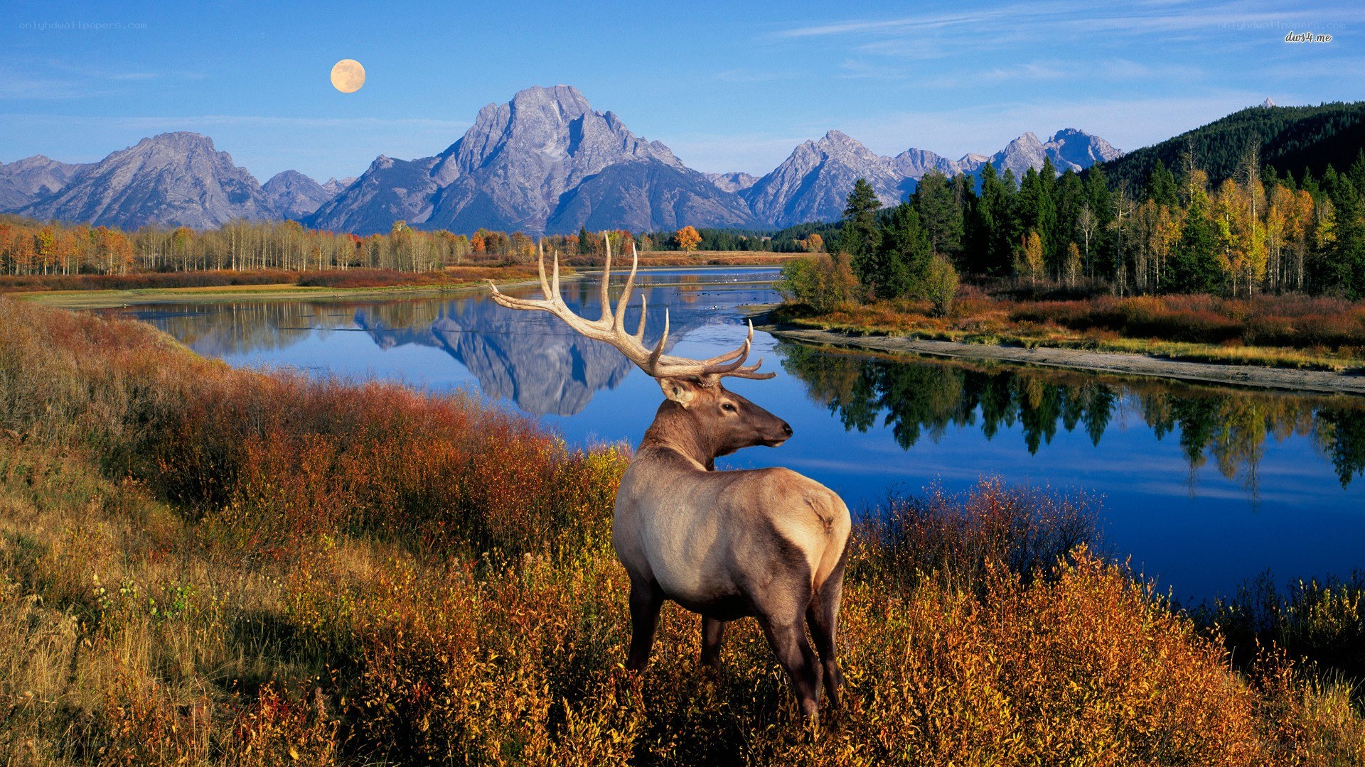 Elk in autumn landscape