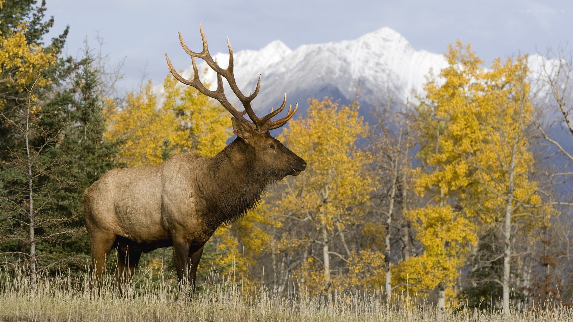 Elk in autumn landscape