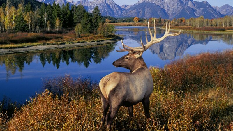 Elk in Autumn Marsh