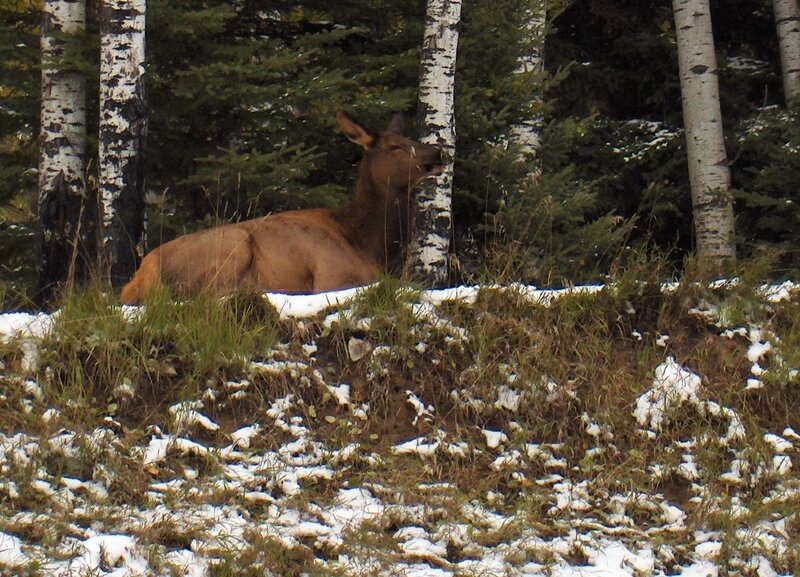 Elk in Forest — Brown, Calm