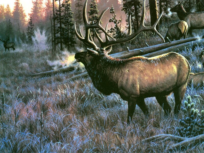 Elk in Forest — Brown, Serene