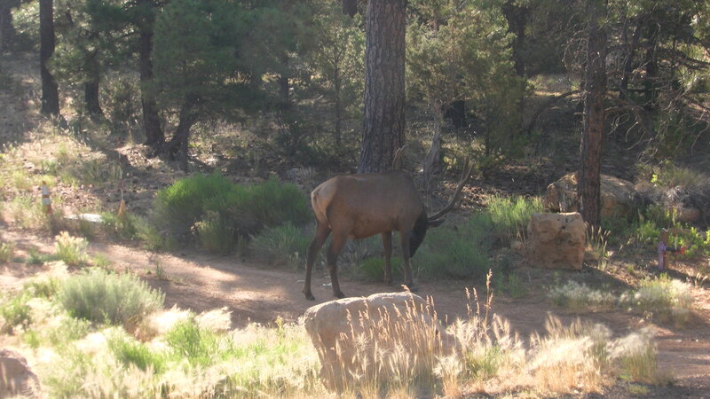 Elk in Forest — Brown