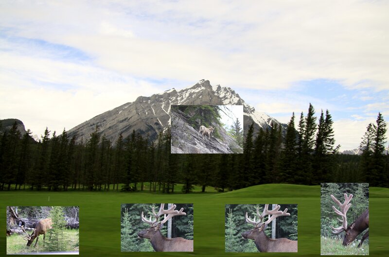 Elk in Forest — Green, Serene