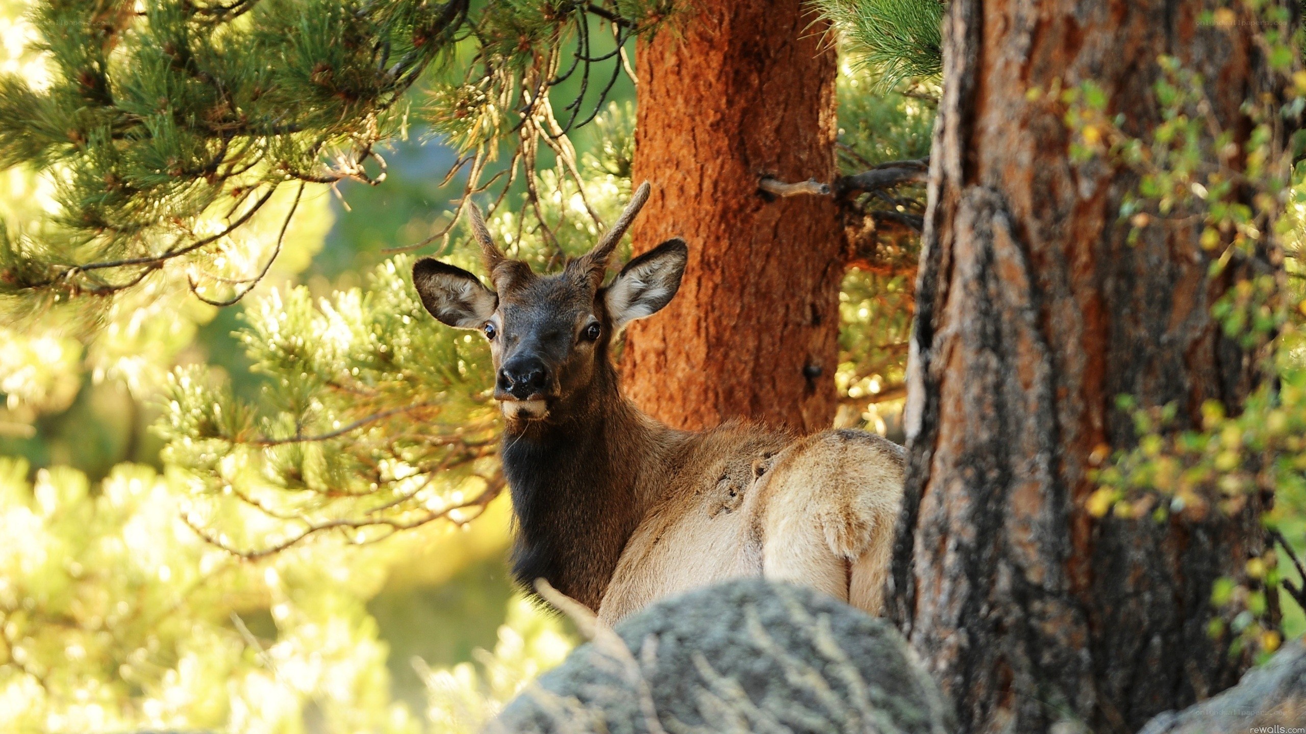 Elk in forest looking at camera