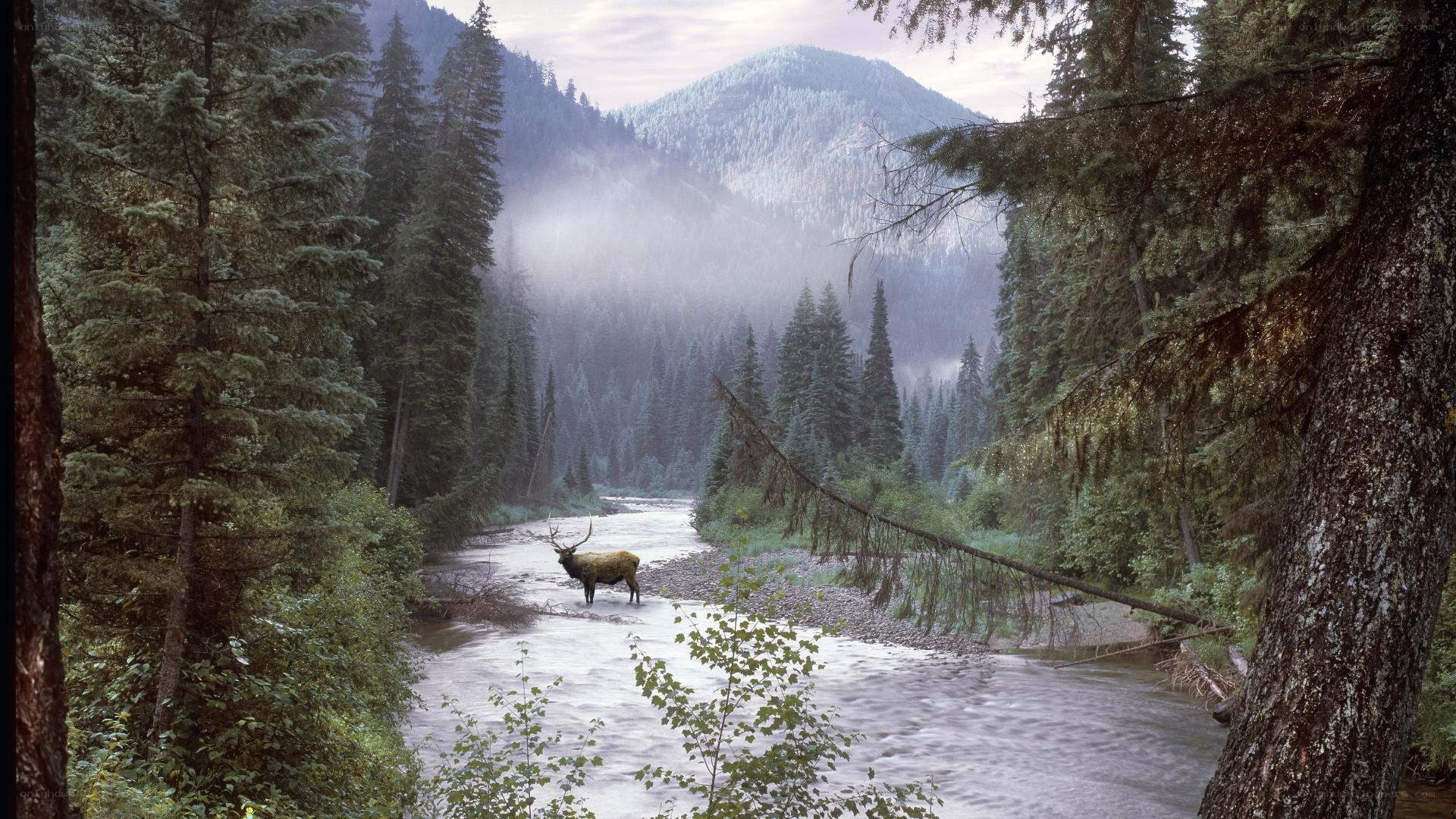 Elk in forest stream
