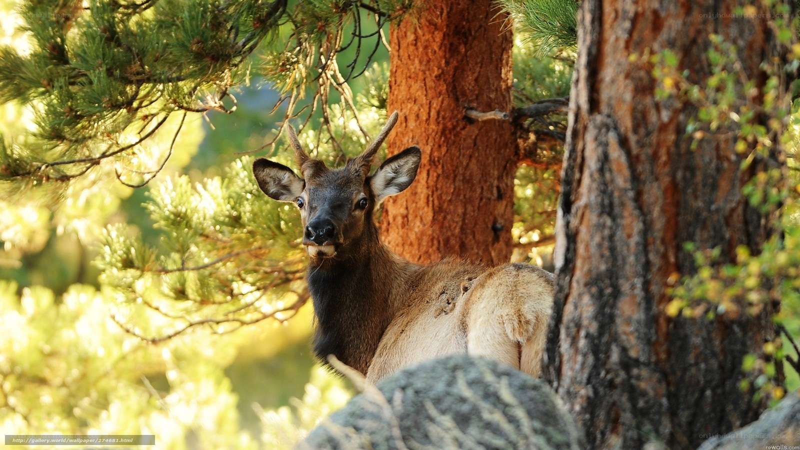 Elk in forest sunlight