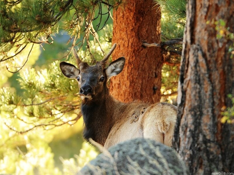 Elk in Forest