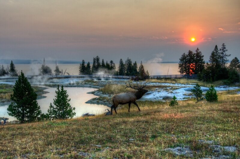 Elk in Geothermal Area