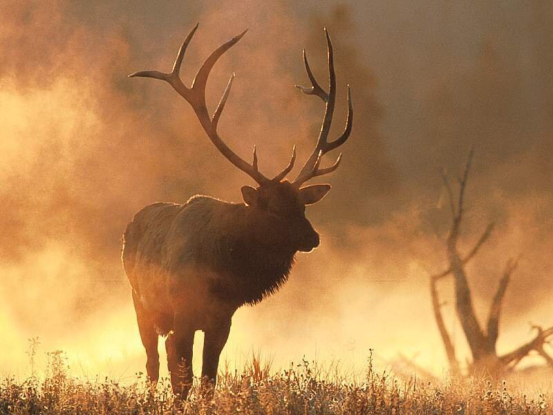 Elk in golden morning mist