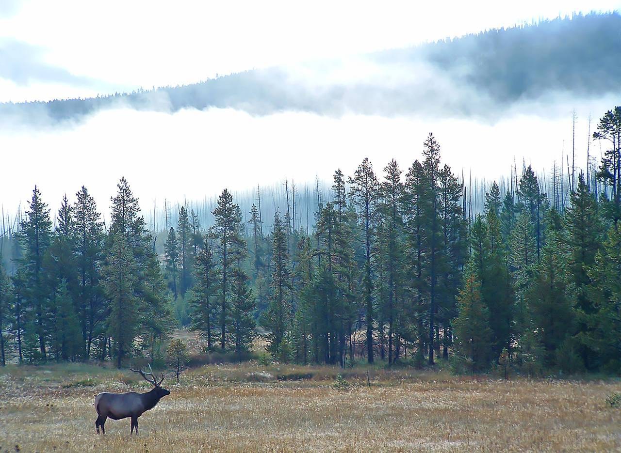 Elk in misty forest clearing