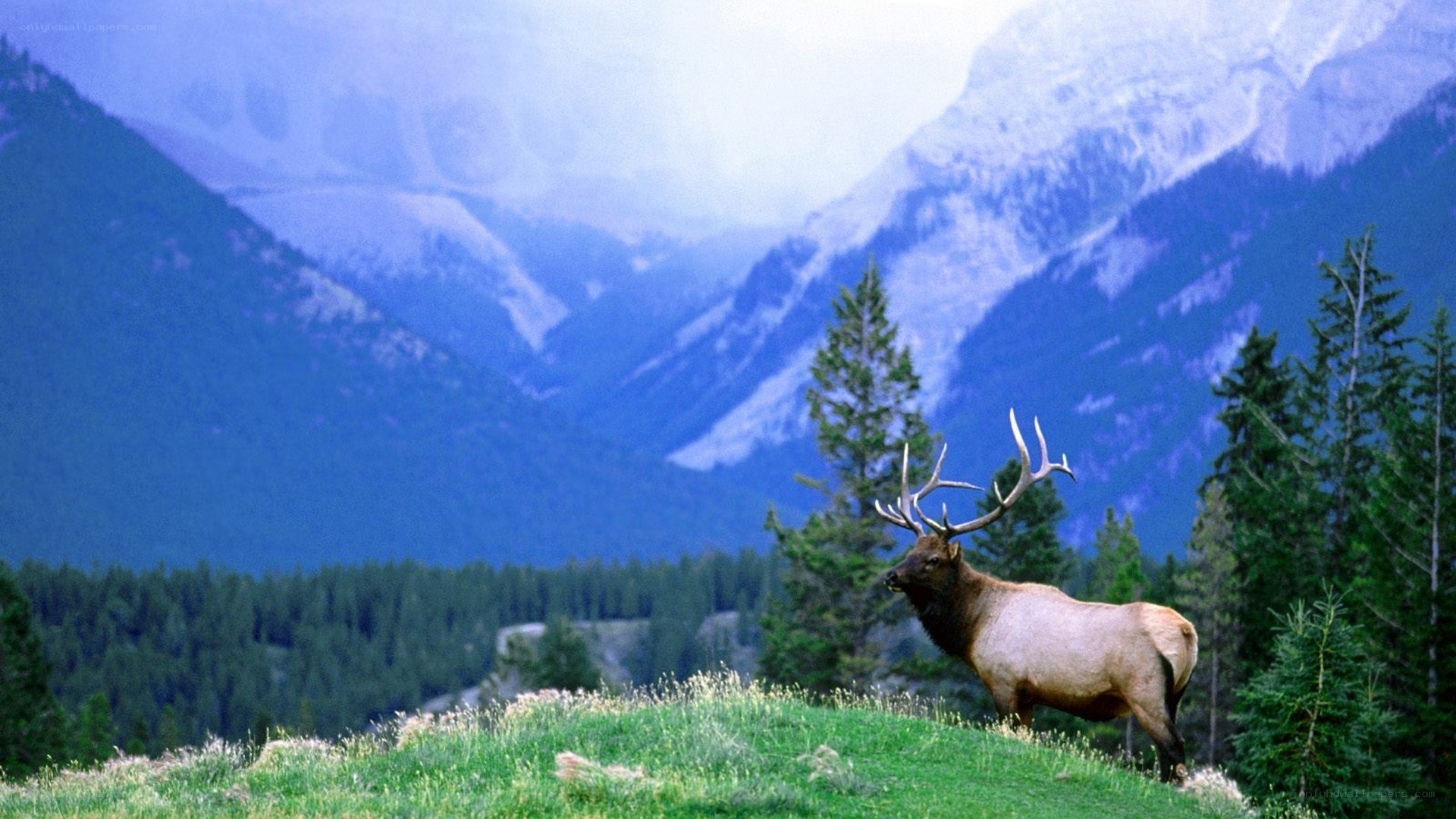 Elk in mountain landscape