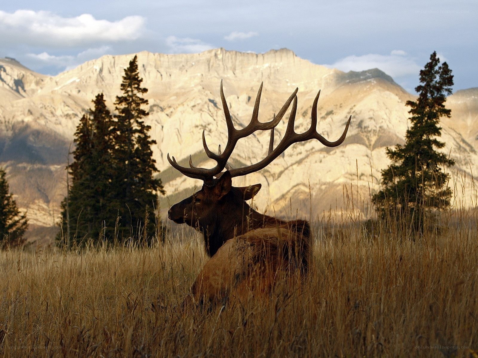 Elk in mountain meadow