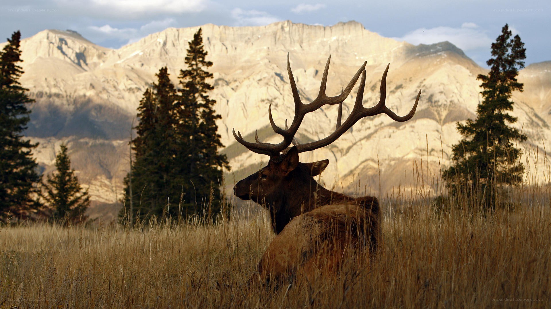Elk in mountain meadow