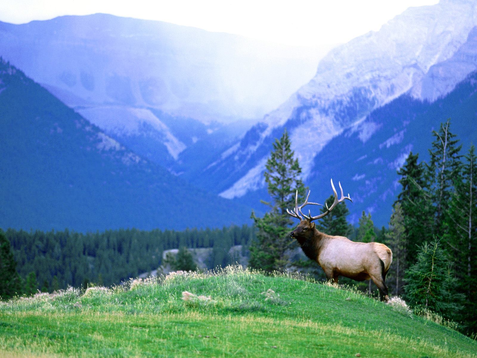Elk in mountain valley